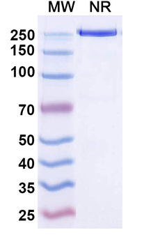 Temtokibart Human Monoclonal Antibody