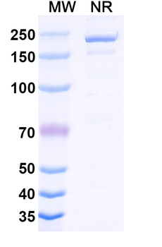 Maridebart Human Monoclonal Antibody