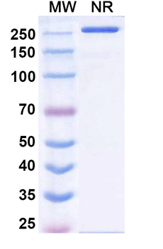 Erzotabart Human Monoclonal Antibody