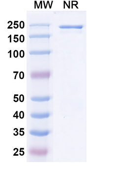 Dazukibart Human Monoclonal Antibody