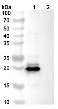 Dazukibart Human Monoclonal Antibody