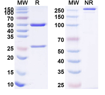 SARS-CoV-2 RBD Human Monoclonal Antibody