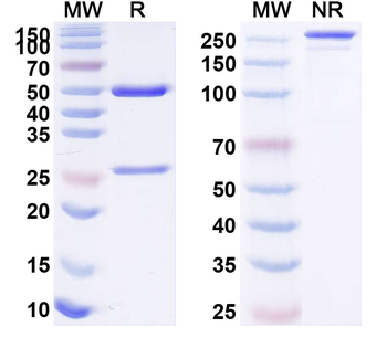 TWEAK/TNFSF12 Human Monoclonal Antibody
