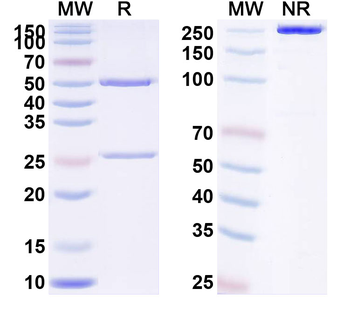 TNFSF15/TL1A Human Monoclonal Antibody