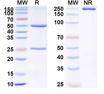 CD127/IL7R Human Monoclonal Antibody