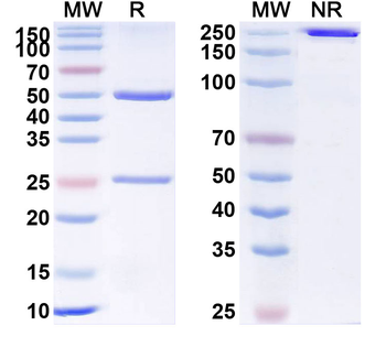 VSIR/VISTA Human Monoclonal Antibody