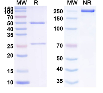 TACSTD2/TROP2 Human Monoclonal Antibody