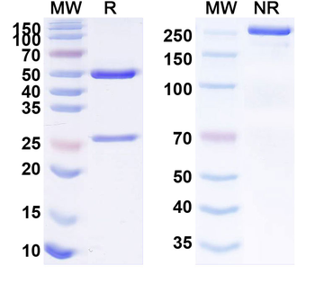 TACSTD2/TROP2 Human Monoclonal Antibody