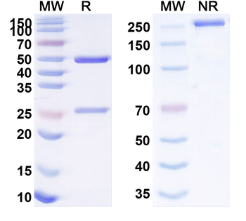CD319/SLAMF7 Human Monoclonal Antibody