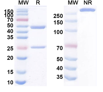 SIGLEC15/CD33L3 Human Monoclonal Antibody