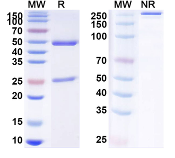 SARS-CoV-2 S Human Monoclonal Antibody