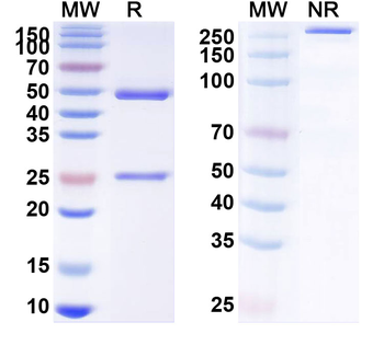 SARS-CoV-2 S Human Monoclonal Antibody