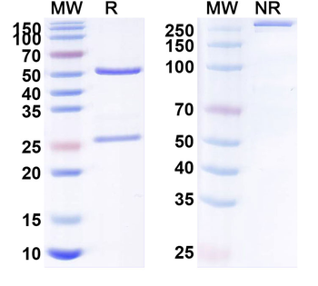 S100A4 Human Monoclonal Antibody