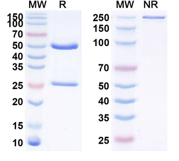 PRAME Human Monoclonal Antibody