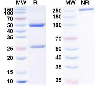PDGFB Human Monoclonal Antibody