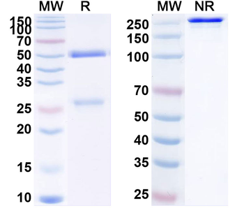PCSK9 Human Monoclonal Antibody