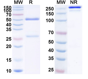 CDH3/P-cadherin Human Monoclonal Antibody