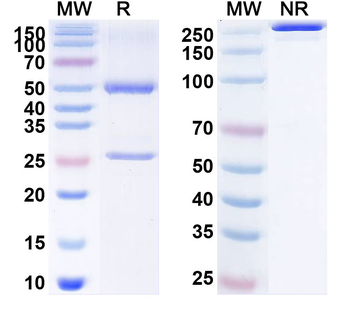 OSM/Oncostatin-M Human Monoclonal Antibody