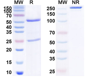 beta-NGF Human Antibody