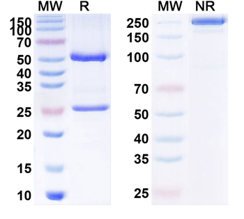 SLC34A2/NaPi2b Human Monoclonal Antibody