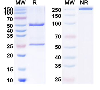 CD227/MUC1 Mouse Monoclonal Antibody