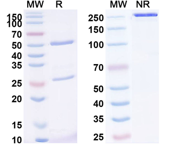 MMP14 Human Monoclonal Antibody