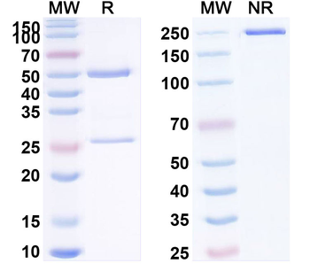CD205/LY75 Human Monoclonal Antibody