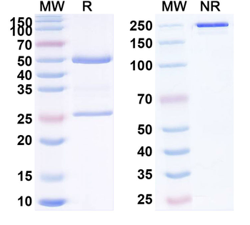 CD85d/LILRB2/ILT4 Human Monoclonal Antibody