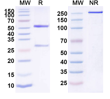 IL6 Human Monoclonal Antibody