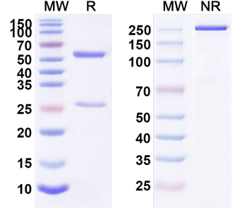 CD124/IL4R/IL-4Rα Human Monoclonal Antibody