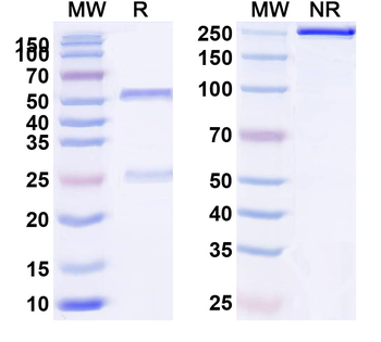 CD132/IL2RG Human Monoclonal Antibody