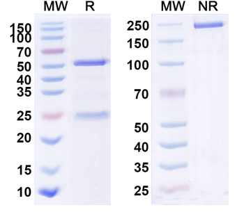 IL22RA1 Human Monoclonal Antibody