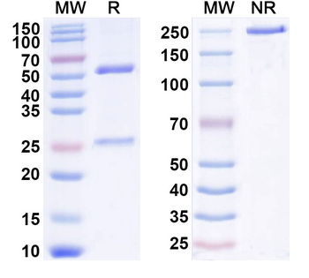 IL22RA1 Human Monoclonal Antibody