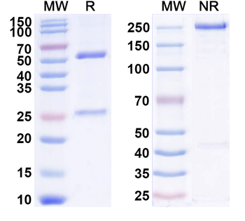 IL2 Human Monoclonal Antibody