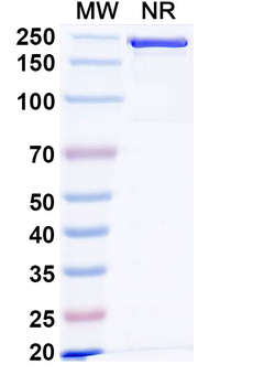 IL1RAP Human Monoclonal Antibody