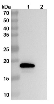 IL18/IL1F4 Human Monoclonal Antibody