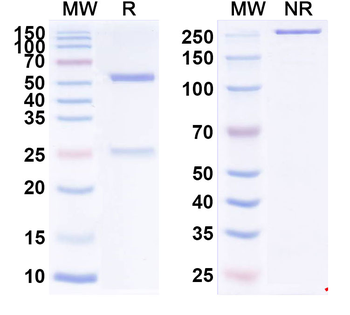 CD221/IGF1R Human Monoclonal Antibody