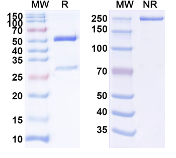 IFNB1/IFN-beta Human Monoclonal Antibody
