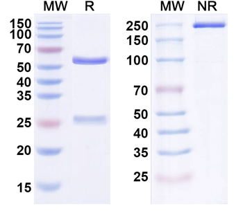 CD340/ERBB2/HER2/NEU Human Monoclonal Antibody