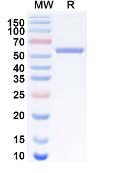 CD340/ERBB2/HER2/NEU Human Monoclonal Antibody