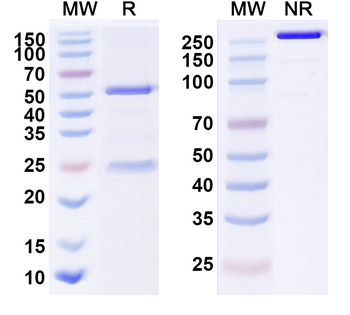 HBEGF Human Monoclonal Antibody