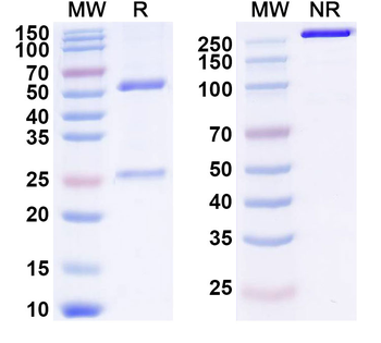 CSF2/GM-CSF Human Monoclonal Antibody
