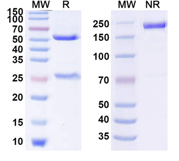 GPC3/Glypican 3 Human Monoclonal Antibody