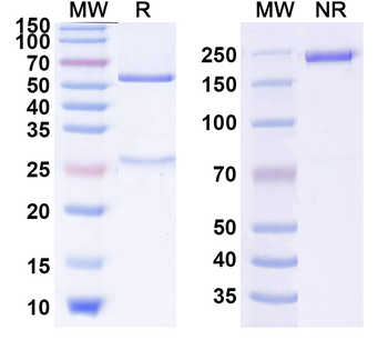 GHR Human Monoclonal Antibody