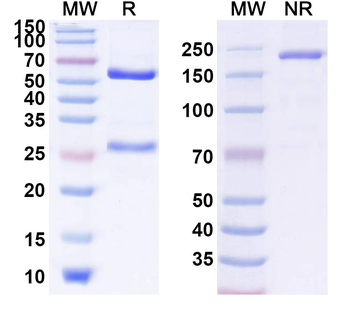 GD2 Human Monoclonal Antibody