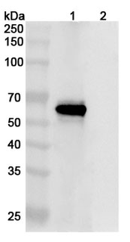 SARS-CoV-2 S2 Human Monoclonal Antibody