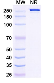 Tildrakizumab Human Monoclonal Antibody