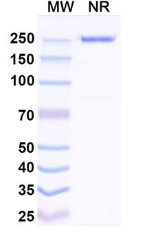 Cetuximab Chimeric Monoclonal Antibody
