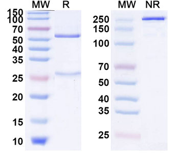 Quavonlimab Human Monoclonal Antibody