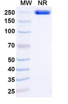 Trastuzumab Human Monoclonal Antibody